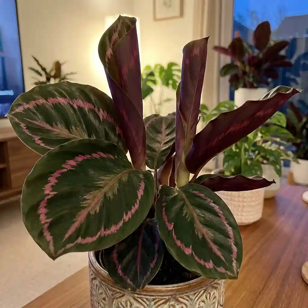 19. Calathea Prayer Plant