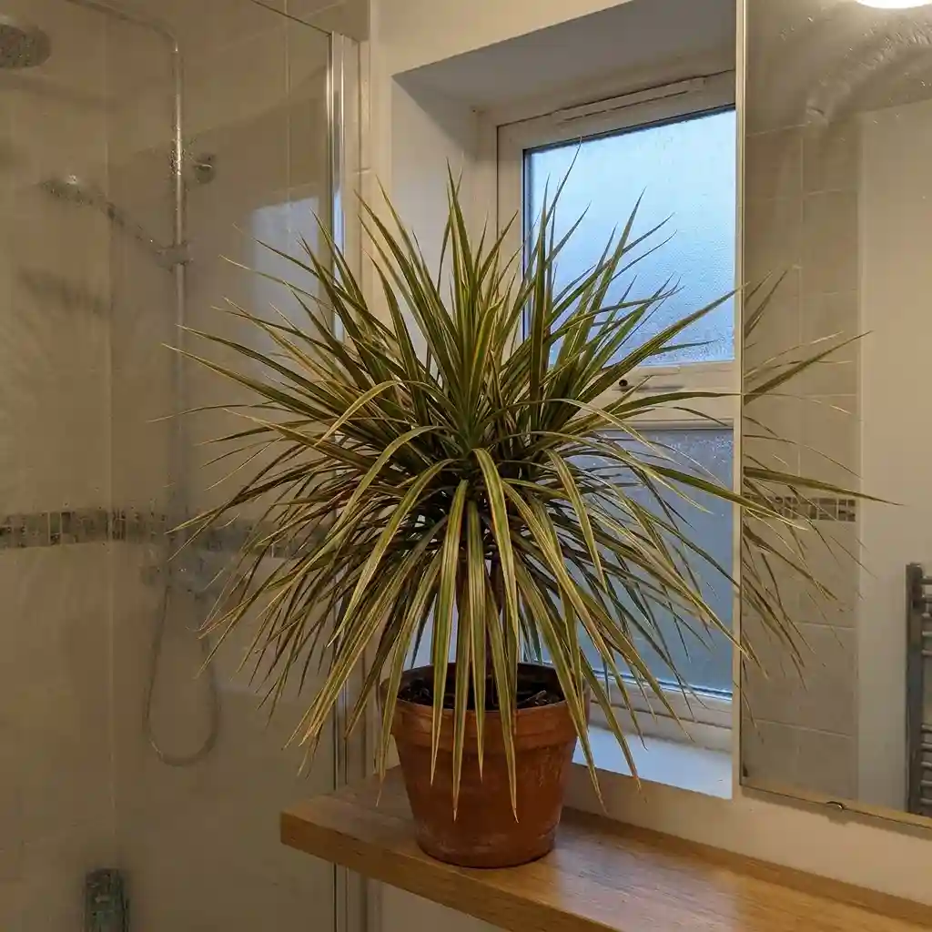 24. Dracaena