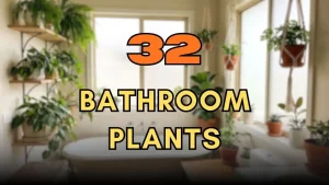 Bathroom Plants